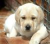 Foto de Perros Labrador